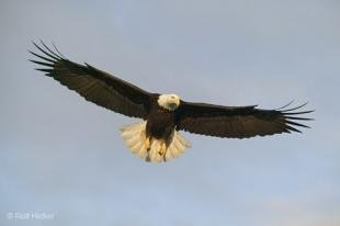 photo of flying birds