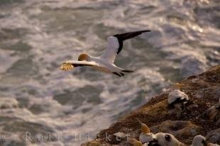 photo of Flying Gannet Muriwai Beach New Zealand