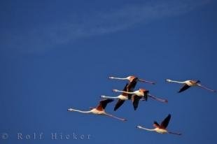 photo of Flying Greater Flamingoes Plaine De La Camargue Provence France