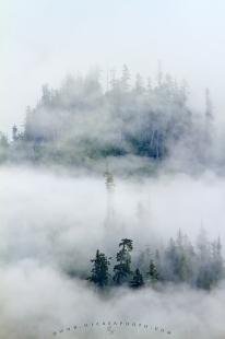 photo of Fog Mist Great Bear Rainforest British Columbia
