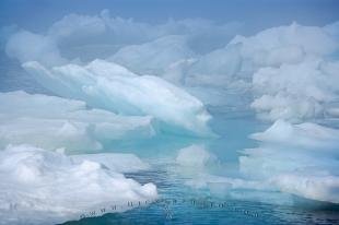 photo of Foggy Day Pack Ice Newfoundland Canada