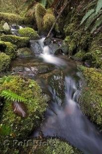 photo of forest stream