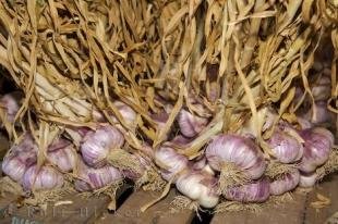 photo of French Garlic Market Camargue Provence France
