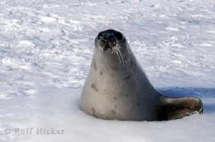 photo of Funny Animal