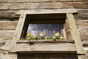 photo of garden window