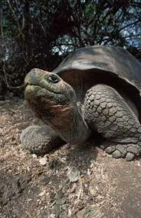 photo of Geochelone Elephantopus