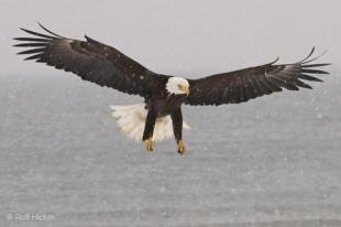 photo of Giant Eagle Spread Wings Snowstorm