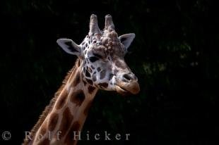 photo of Giraffe Portrait Auckland Zoo New Zealand