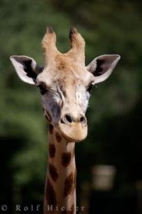 photo of Giraffe Auckland Zoo