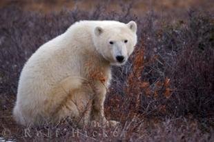 photo of Polar Bear Global Warming Symbol Hudson Bay