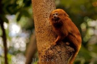 photo of Animal Picture Golden Lion Tamarin