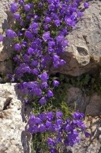 photo of Gourdon Flowers