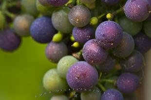 photo of Grapes Grand Pre Vineyard Nova Scotia
