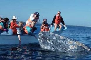 photo of Gray Whale Tourists