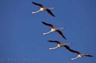 photo of Greater Flamingos France