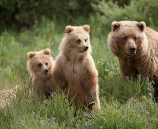 photo of Grizzly Bear Family Denali National Park