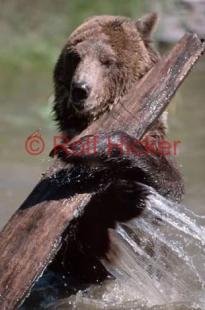 photo of grizzly bear playing