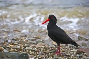 photo of Haematopus Unicolor