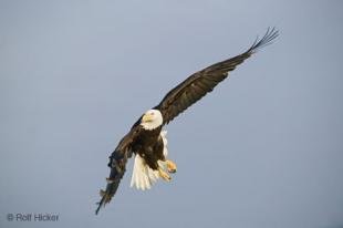 photo of haliaeetus leucocephalus