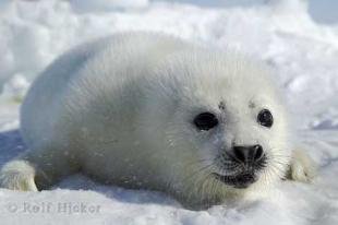 photo of Cute Looking White Harp Seal Photo