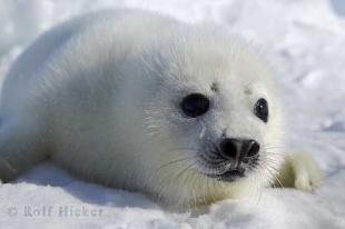 photo of harp seal picture