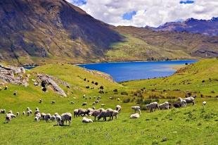 photo of Lake Hawea Sheep New Zealand