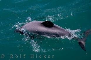 photo of Hectors Dolphin Picture Akaroa Harbour Canterbury New Zealand