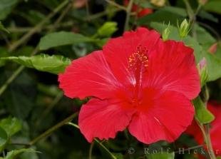 photo of Picture Of A Hibiscus Flower