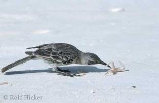 photo of Hood Mockingbird