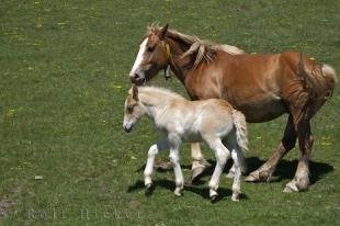 photo of Horse And Foal Picture