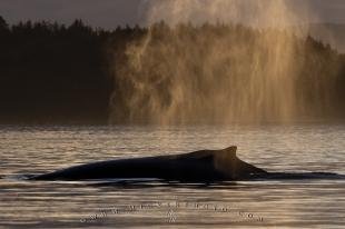 photo of Humpback Whale Spout Sunset