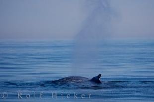 photo of Humpback Whale Watching Tour Bay Of Fundy Nova Scotia Canada