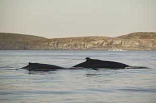 photo of Humpback Whales Travelling