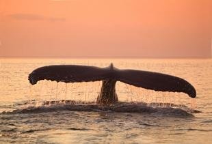 photo of Humpback Whale Tail Fluke Sunset fog
