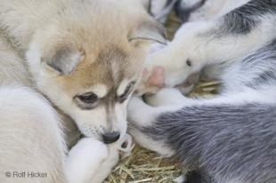photo of Husky Dog Puppies