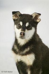 photo of Cute Black and White Husky Pup
