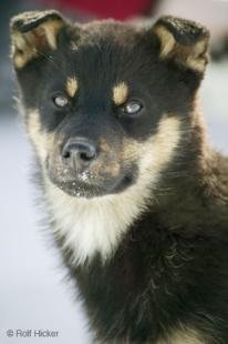 photo of Husky