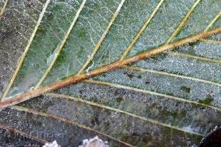 photo of Icy Leaf