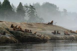 photo of Stellers Sea Lions