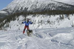 photo of Skijoring Husky Pull