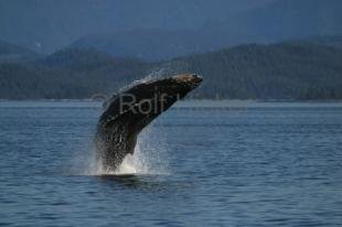 photo of humpback whale breaching