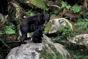 photo of black bear sow with cub