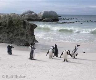 photo of Jackass Penguins