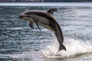 photo of Jumping Pacific White Sided dolphin