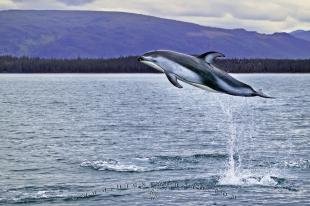 photo of High Jumping Wild Dolphin