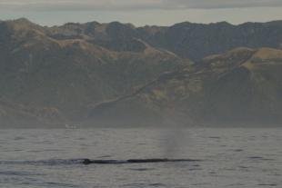 photo of kaikoura