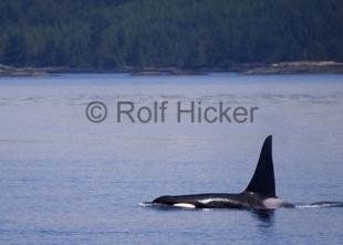 photo of Kayaking Tour British Columbia