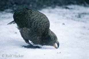 photo of Kea Bird New Zealand Parrot