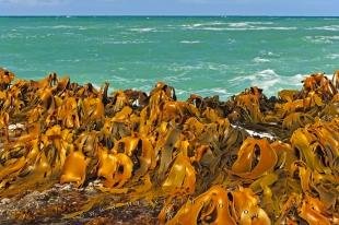 photo of Kelp Curio Bay New Zealand