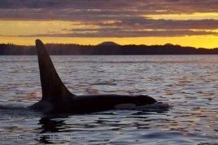 photo of Killer Whale Beauty At Sunset British Columbia Canada